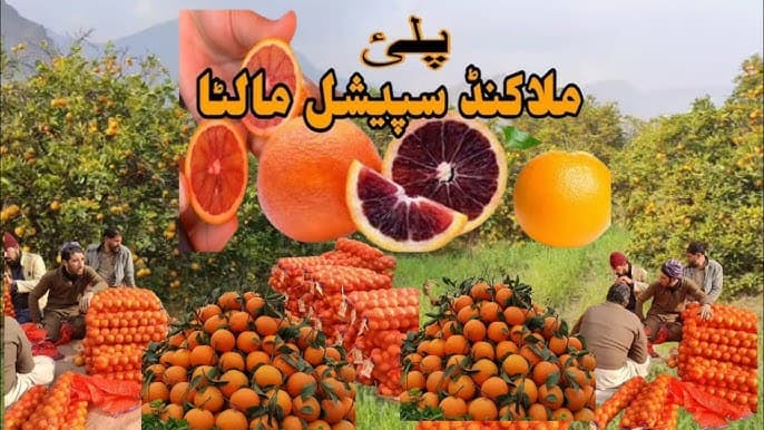 Malakand Palai Malta (Blood Orange) Harvest
